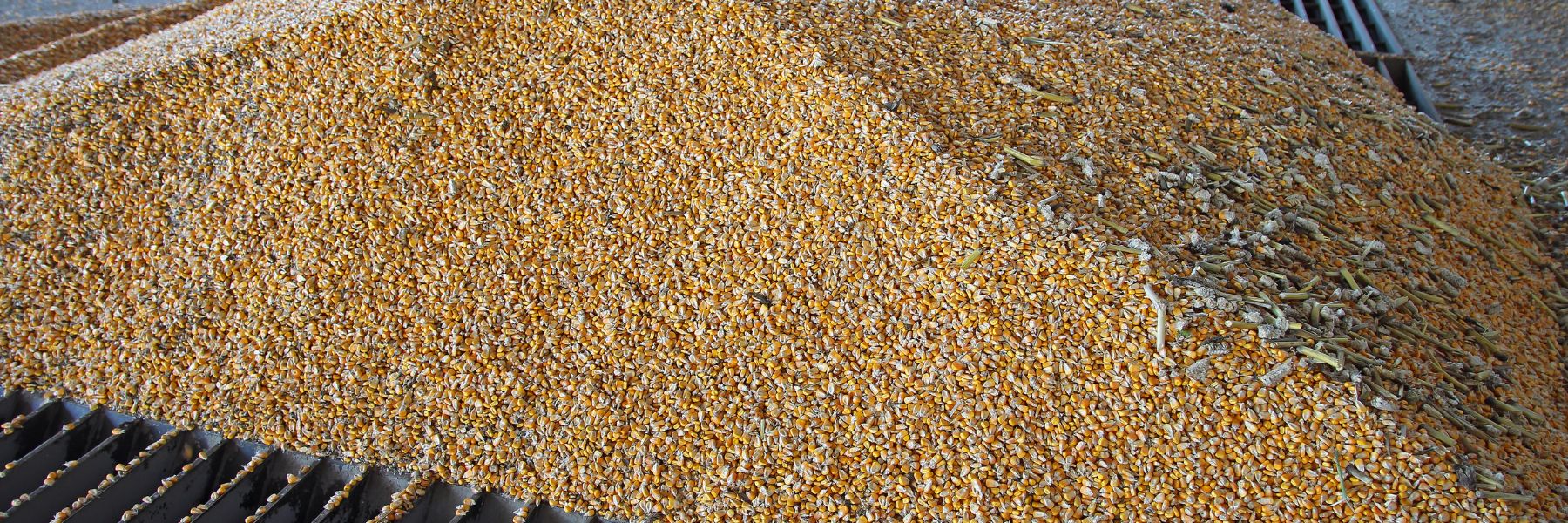 BulkMaize(1)